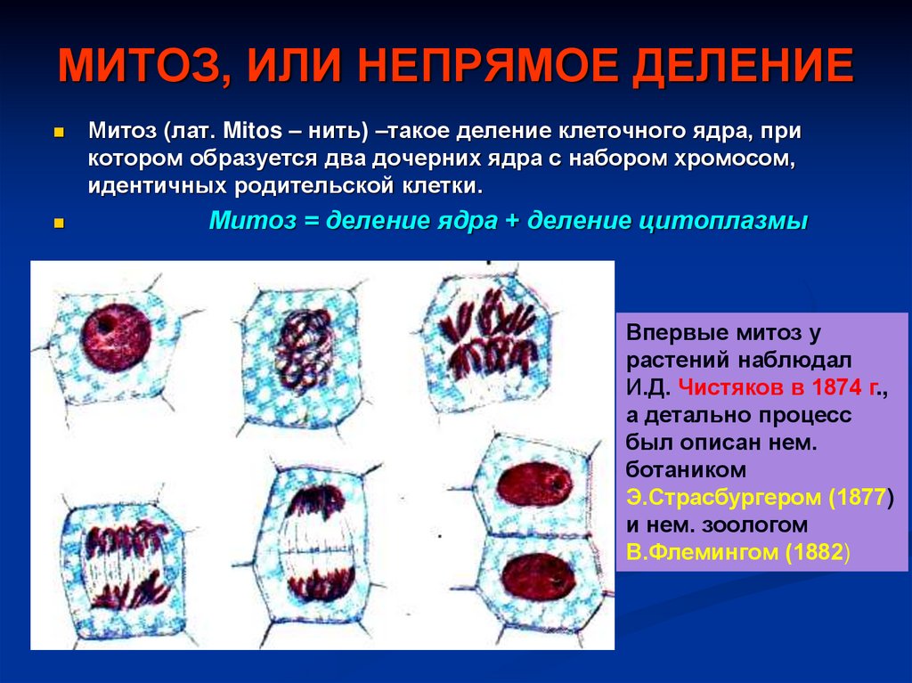 МИТОЗ, ИЛИ НЕПРЯМОЕ ДЕЛЕНИЕ