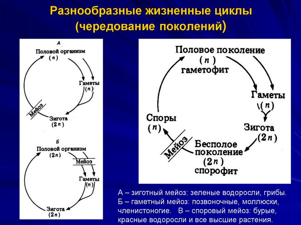 Разнообразные жизненные циклы (чередование поколений)