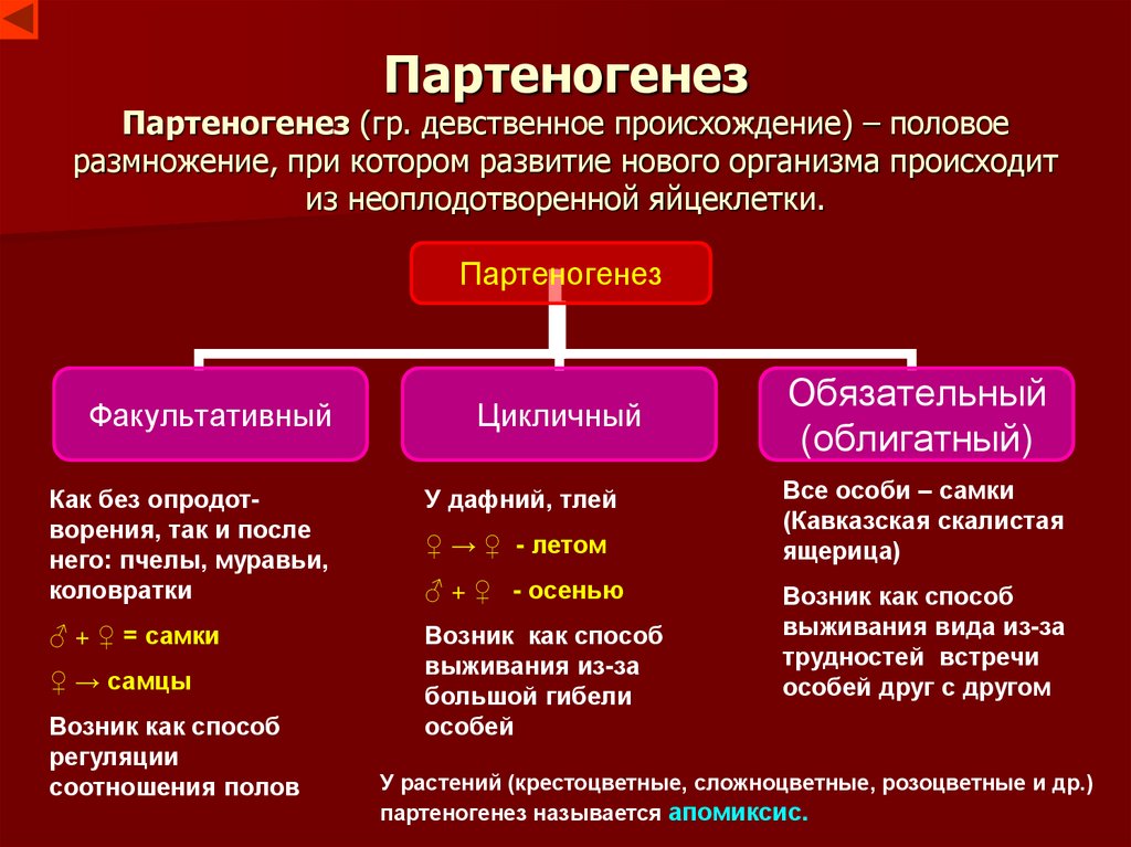 Партеногенез Партеногенез (гр. девственное происхождение) – половое размножение, при котором развитие нового организма