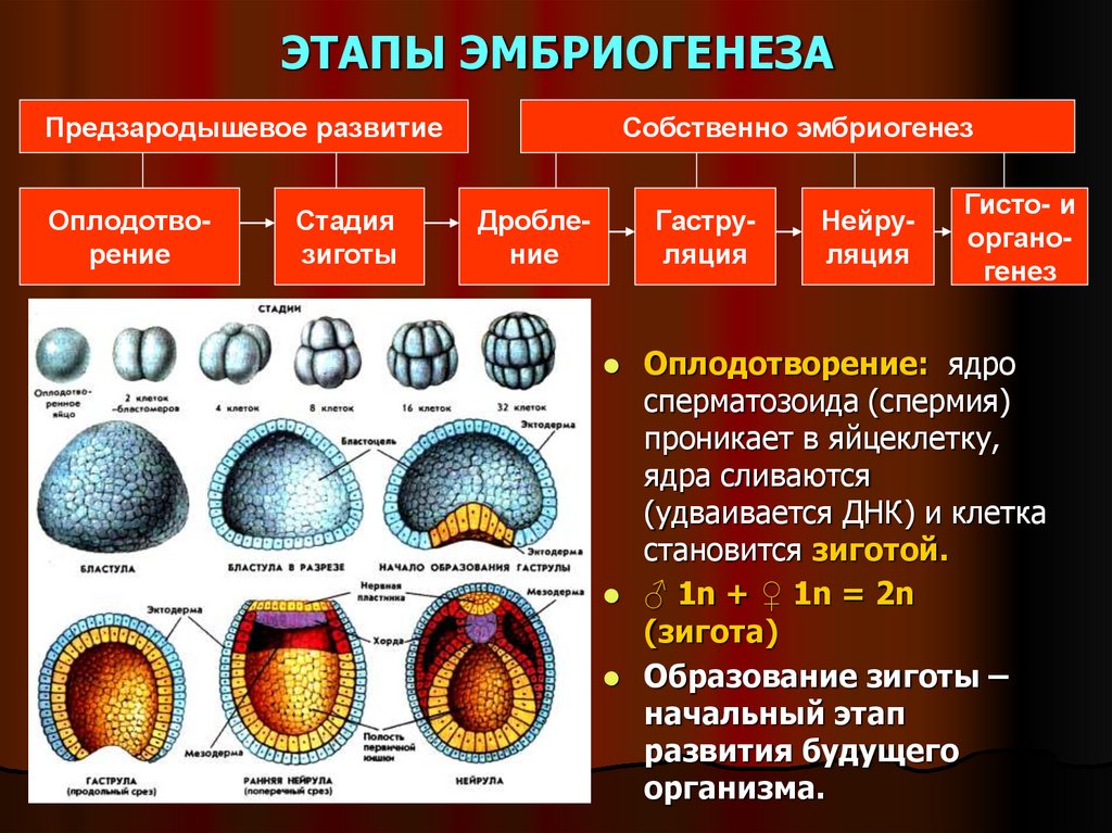 ЭТАПЫ ЭМБРИОГЕНЕЗА