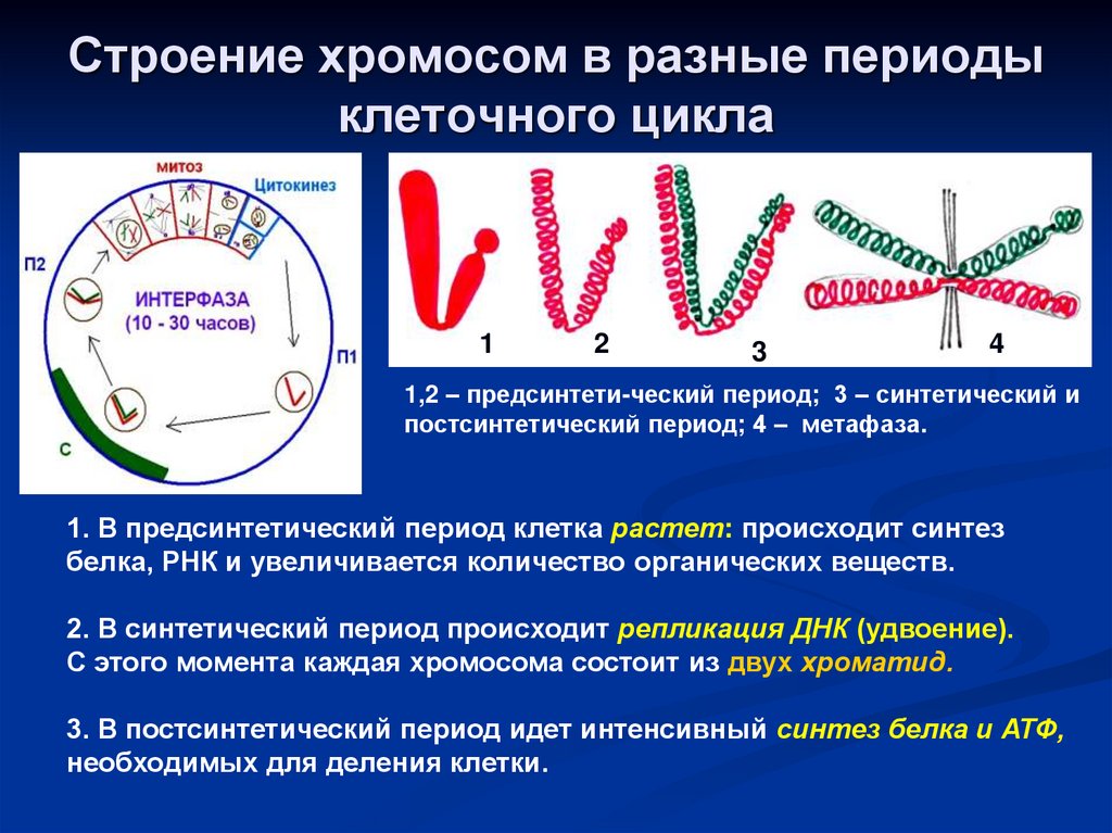 Строение хромосом в разные периоды клеточного цикла