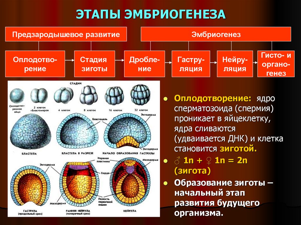 ЭТАПЫ ЭМБРИОГЕНЕЗА