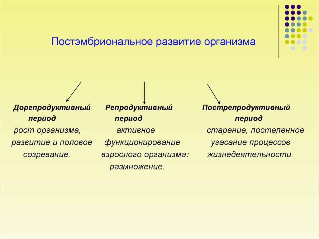 Постэмбриональное развитие организма