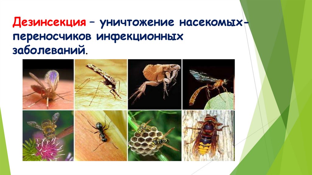 Дезинсекция – уничтожение насекомых-переносчиков инфекционных заболеваний.