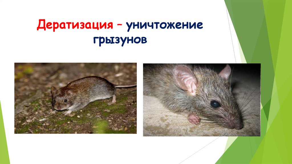 Дератизация – уничтожение грызунов