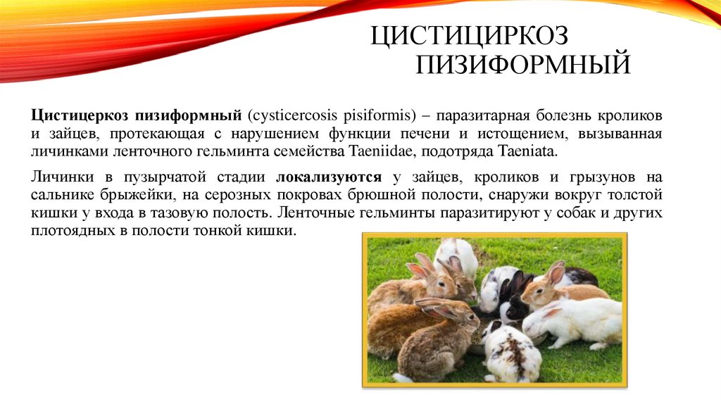 ЦИСТИЦИРКОЗ ПИЗИФОРМНЫЙ