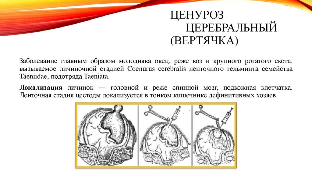 ЦЕНУРОЗ ЦЕРЕБРАЛЬНЫЙ (вертячка)