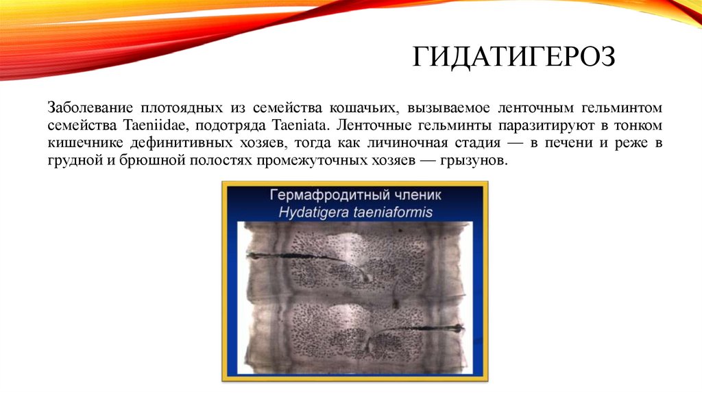 ГИДАТИГЕРОЗ