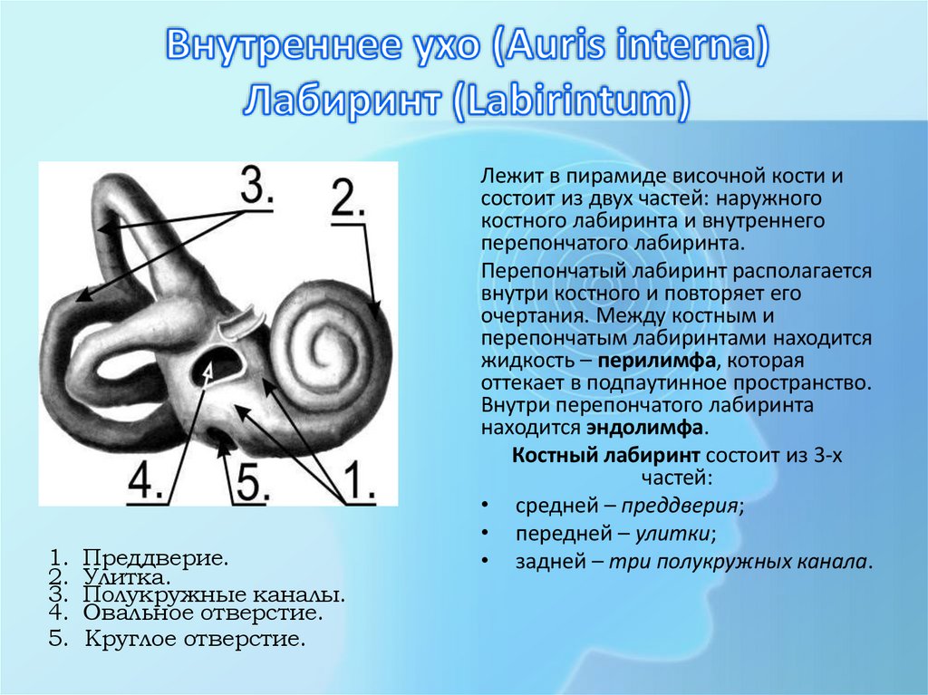 Внутреннее ухо (Auris interna) Лабиринт (Labirintum)