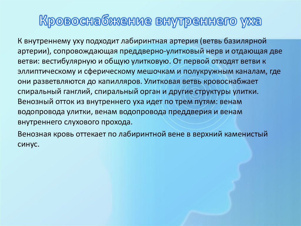 Кровоснабжение внутреннего уха