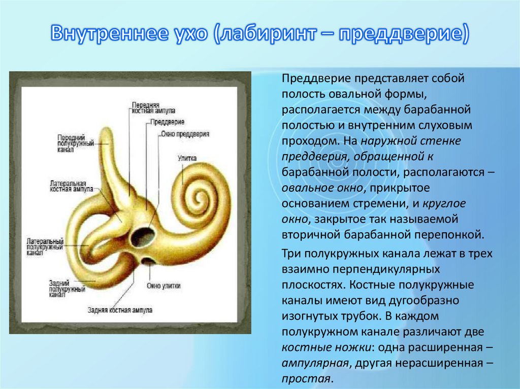 Внутреннее ухо (лабиринт – преддверие)