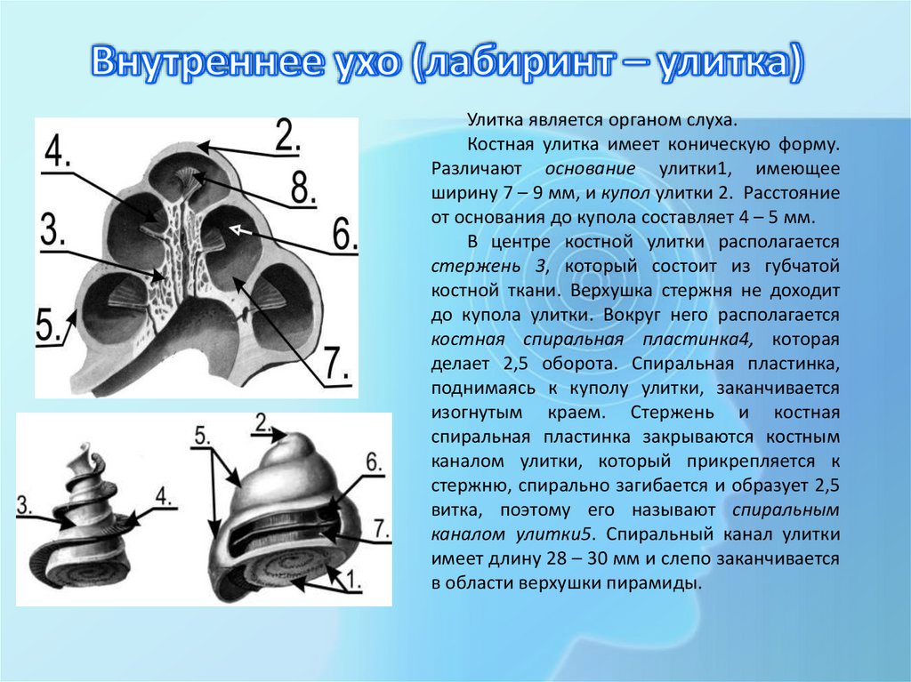 Внутреннее ухо (лабиринт – улитка)