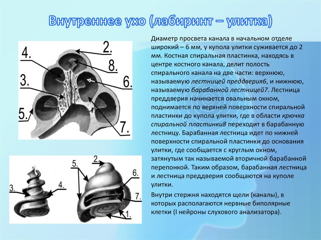 Внутреннее ухо (лабиринт – улитка)