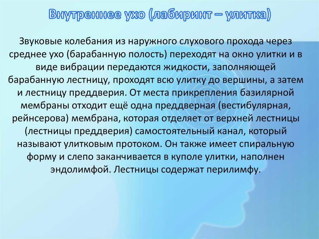 Внутреннее ухо (лабиринт – улитка)