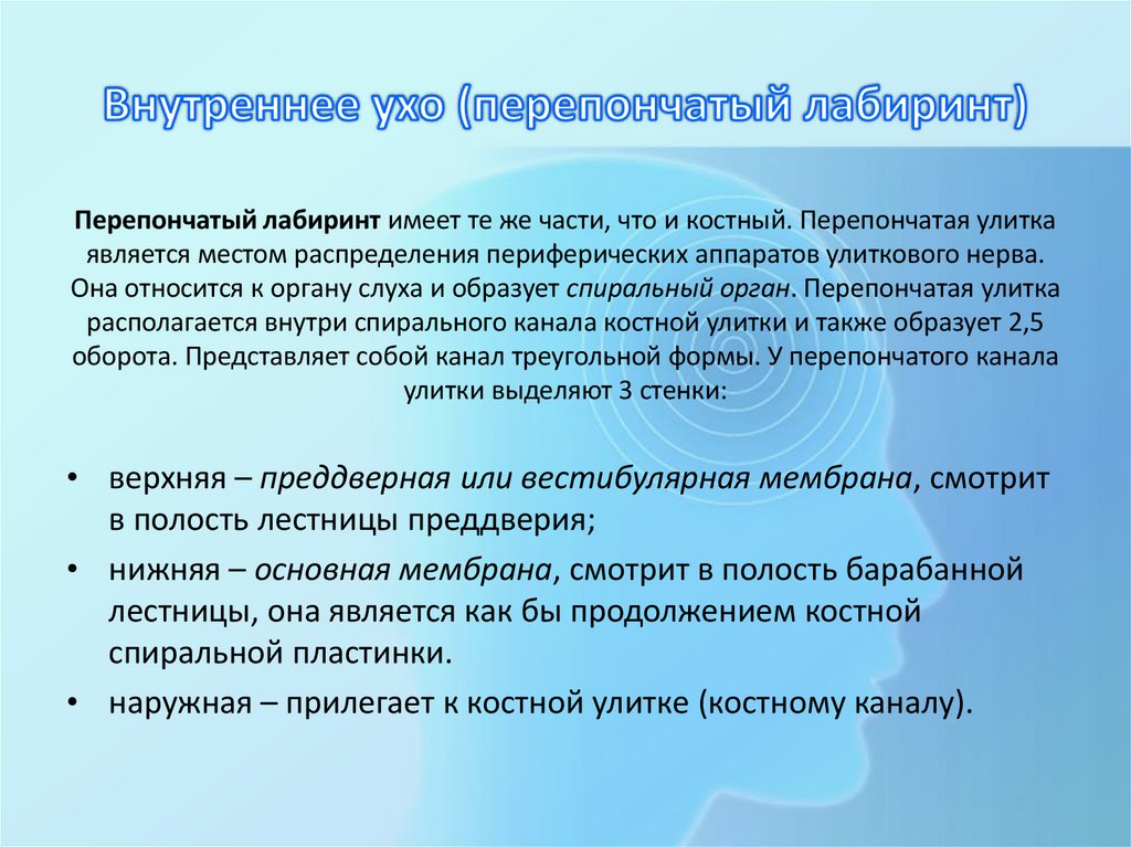 Внутреннее ухо (перепончатый лабиринт)
