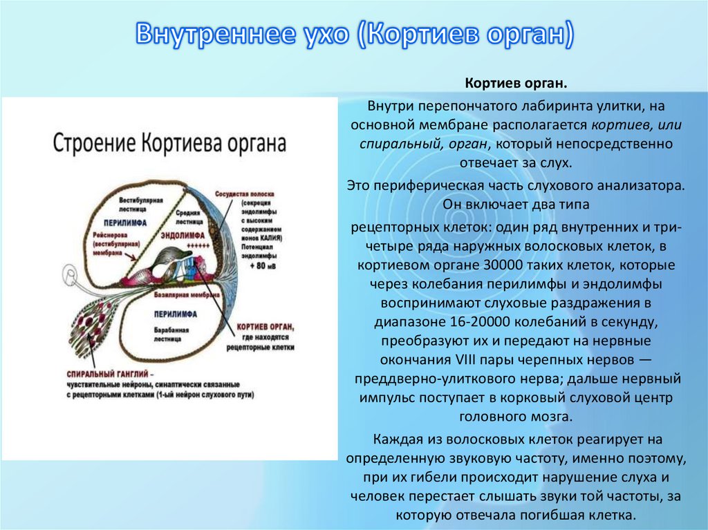 Внутреннее ухо (Кортиев орган)