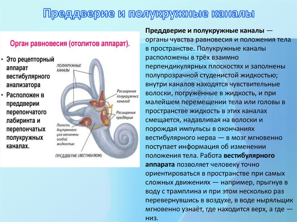 Преддверие и полукружные каналы
