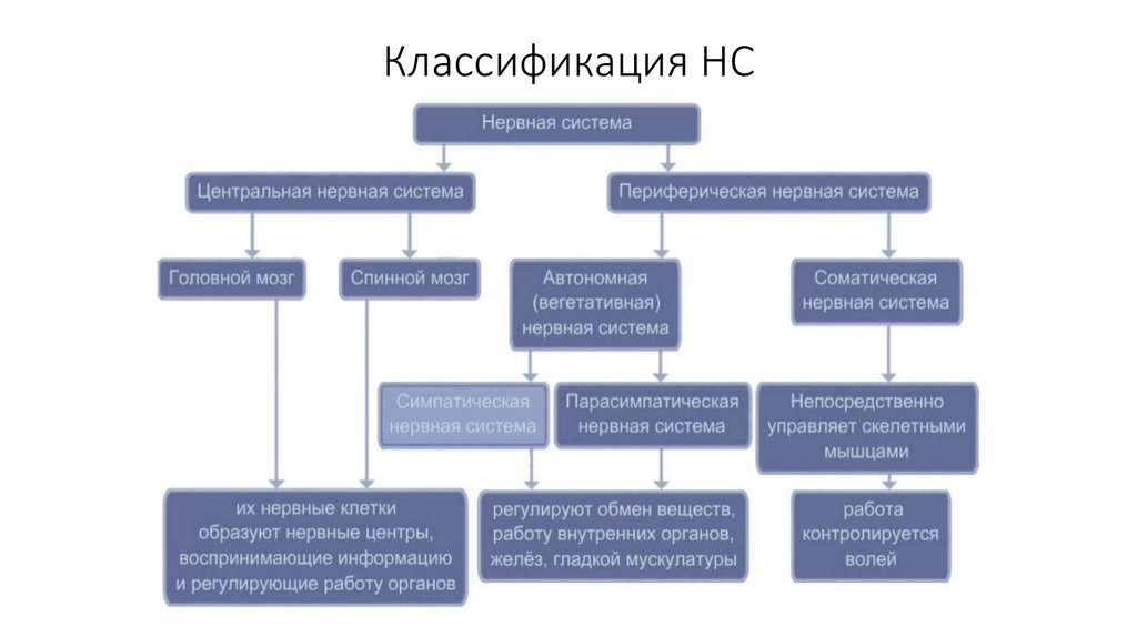 Классификация НС