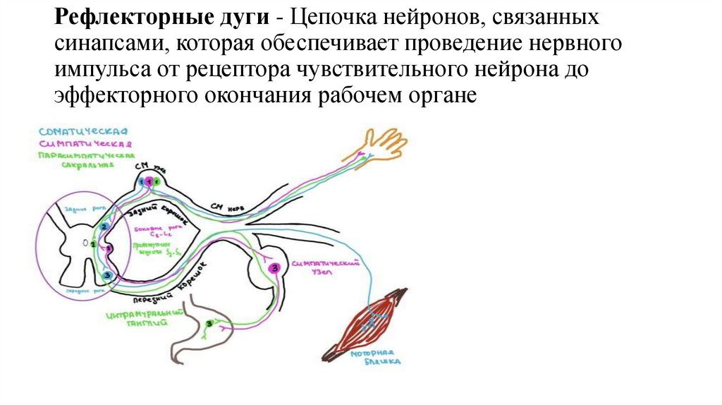 Рефлекторные дуги - Цепочка нейронов, связанных синапсами, которая обеспечивает проведение нервного импульса от рецептора