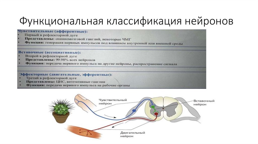 Функциональная классификация нейронов