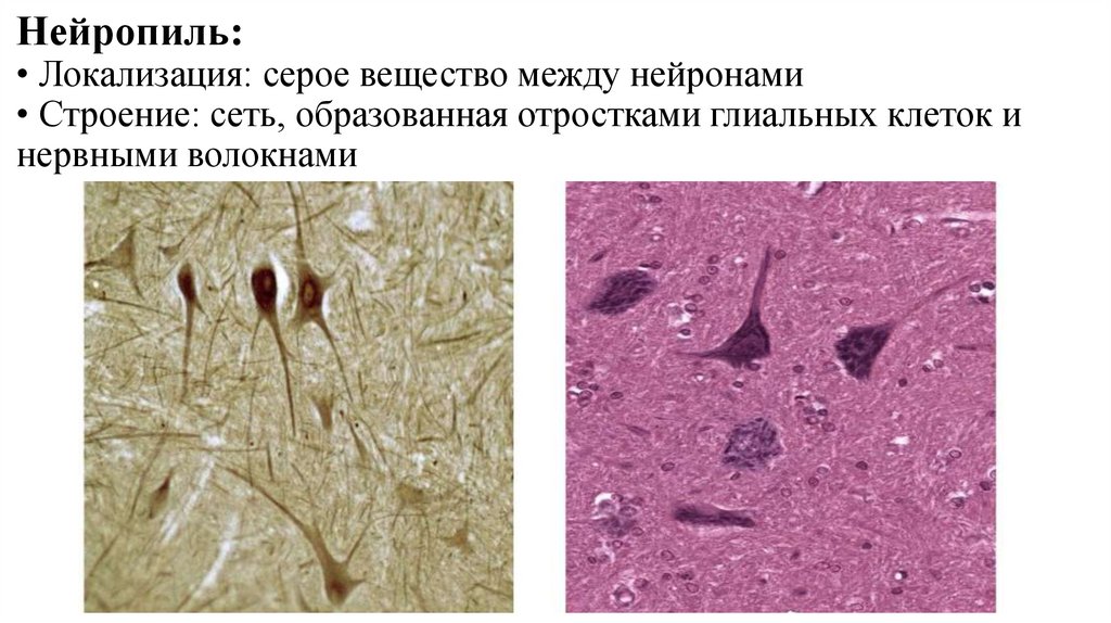 Нейропиль: • Локализация: серое вещество между нейронами • Строение: сеть, образованная отростками глиальных клеток и нервными