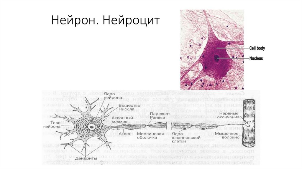 Нейрон. Нейроцит