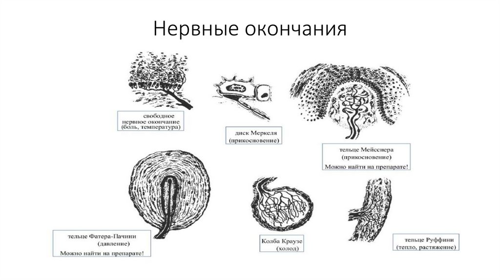 Нервные окончания