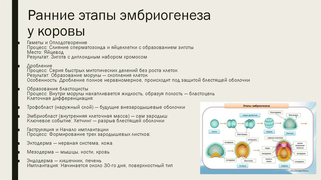 Ранние этапы эмбриогенеза у коровы