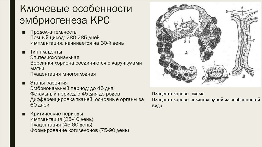 Ключевые особенности эмбриогенеза КРС