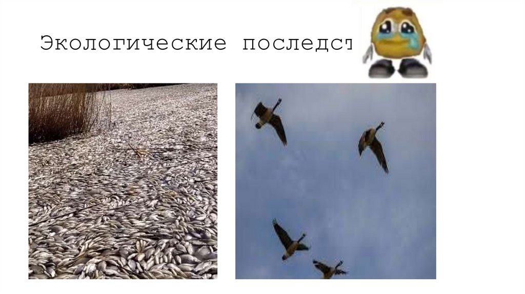 Экологические последствия