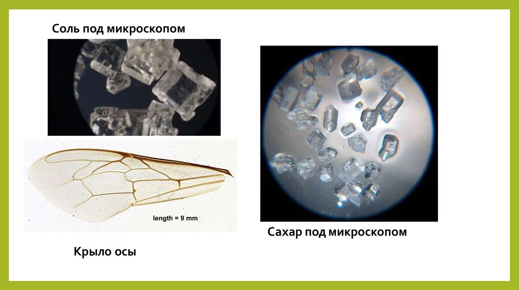 Соль под микроскопом