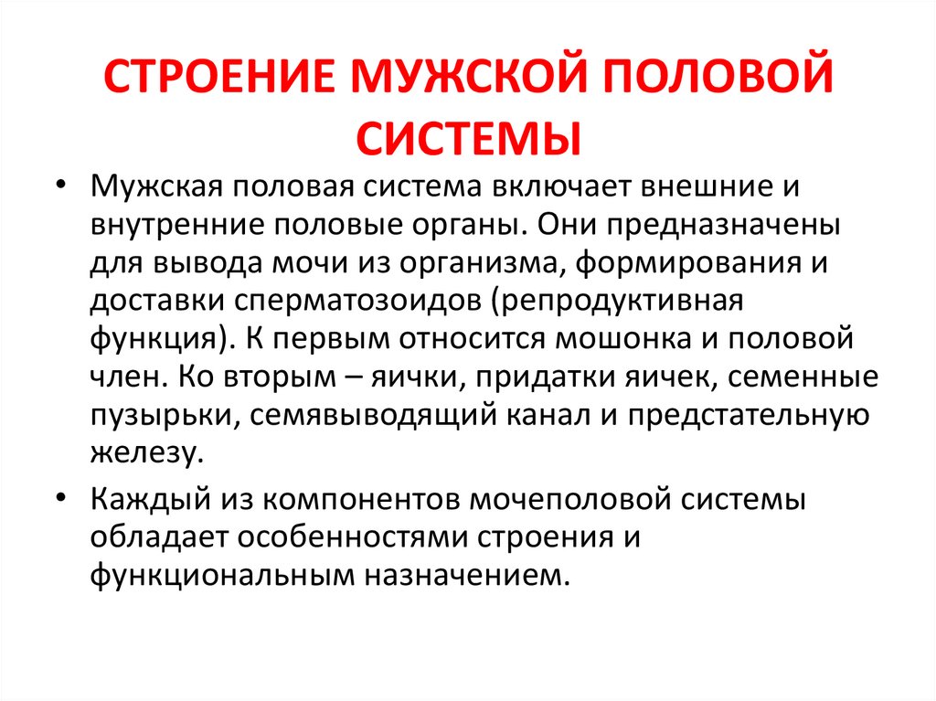 СТРОЕНИЕ МУЖСКОЙ ПОЛОВОЙ СИСТЕМЫ
