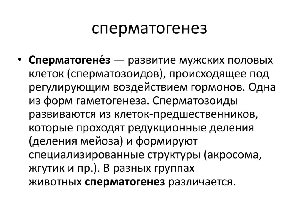 сперматогенез