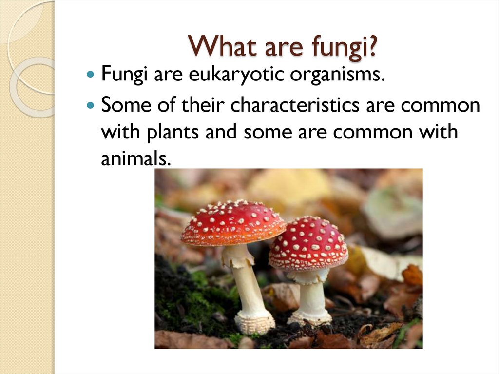 What are fungi?