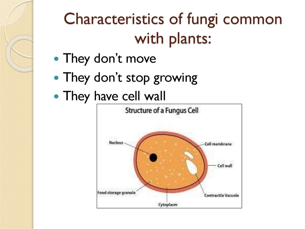 Characteristics of fungi common with plants: