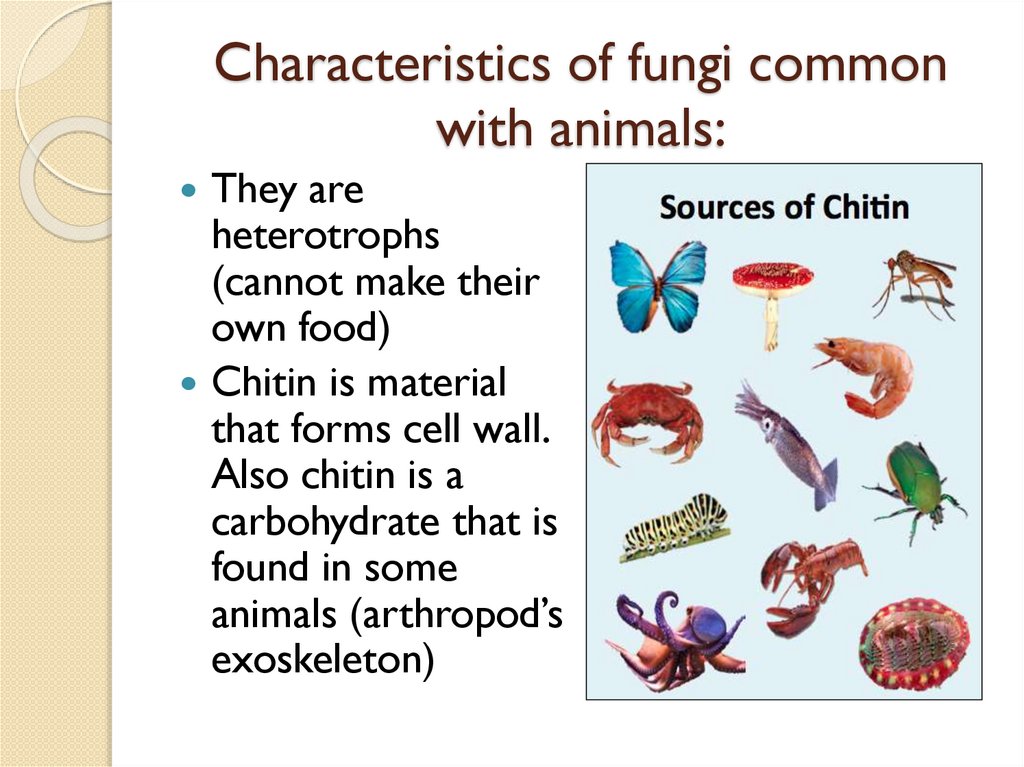 Characteristics of fungi common with animals: