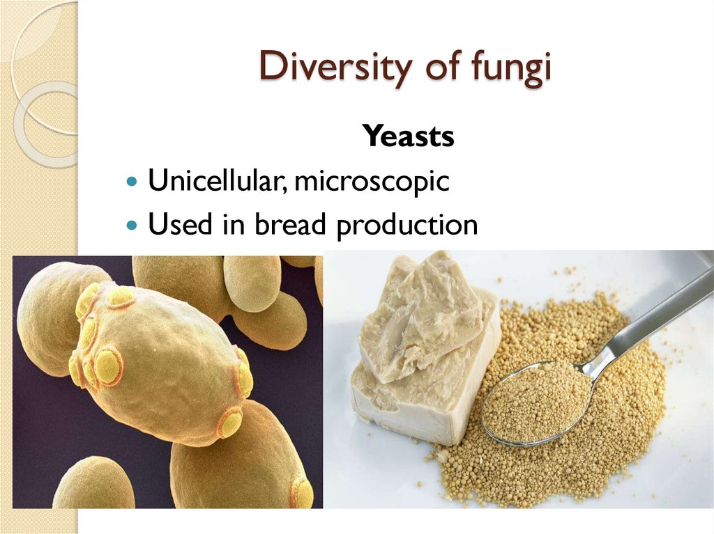 Diversity of fungi