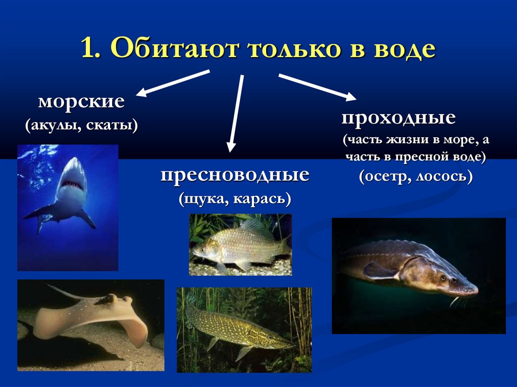 1. Обитают только в воде