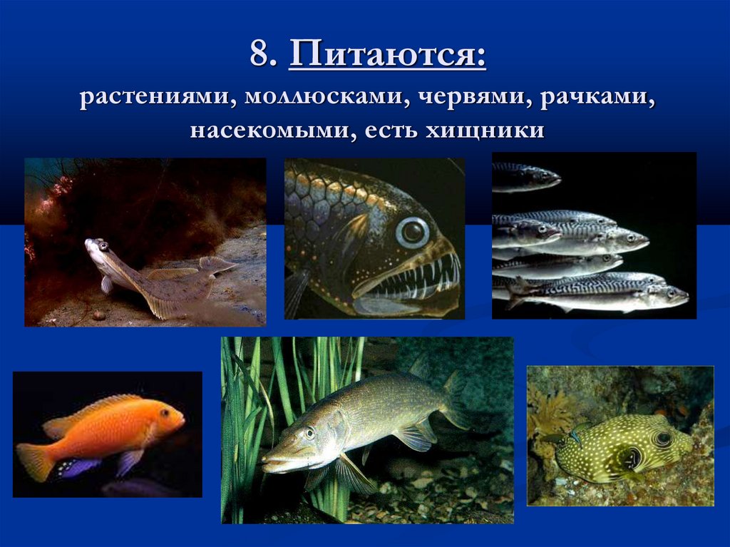 8. Питаются: растениями, моллюсками, червями, рачками, насекомыми, есть хищники