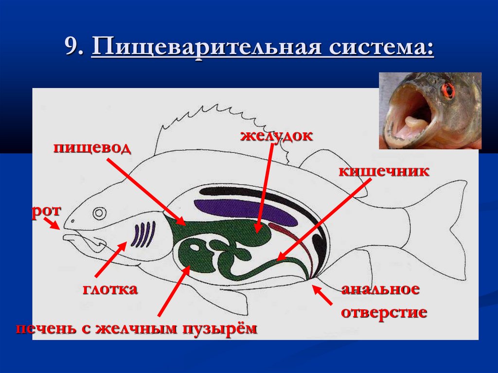 9. Пищеварительная система: