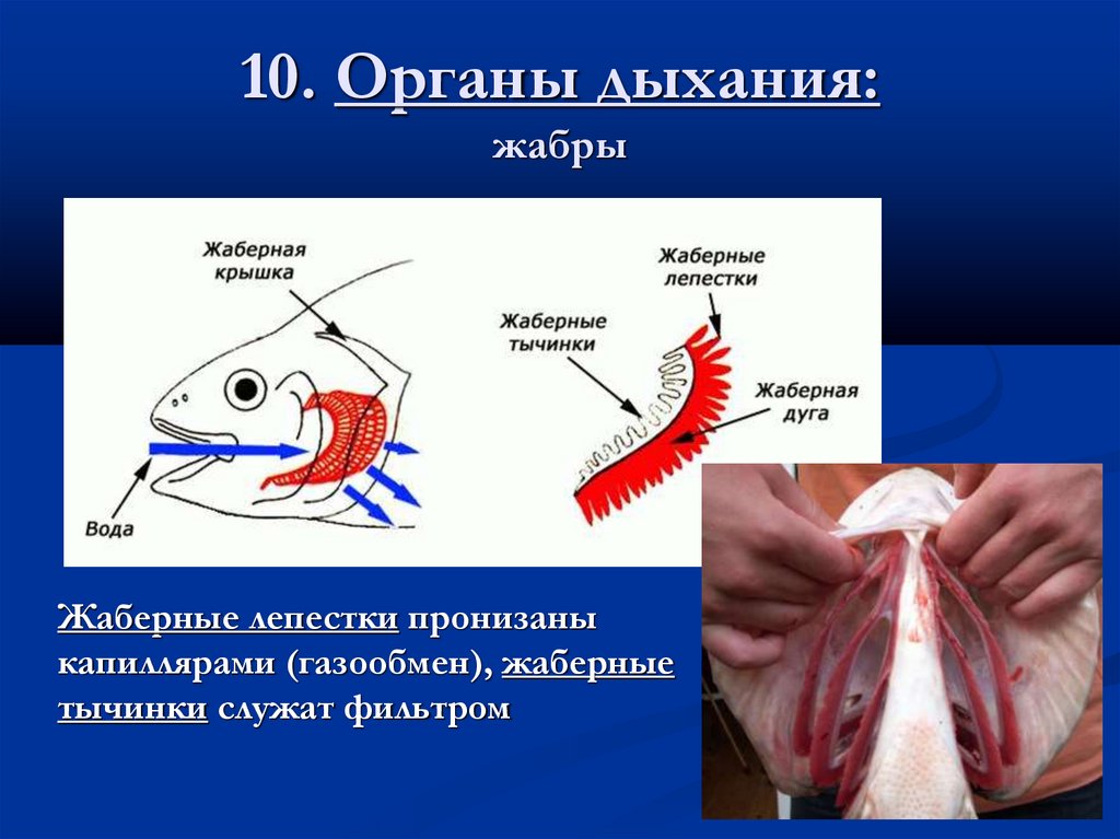 10. Органы дыхания: жабры