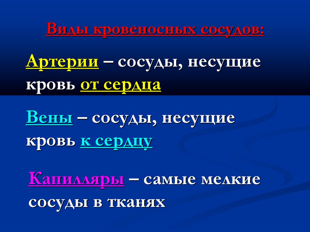 Виды кровеносных сосудов: