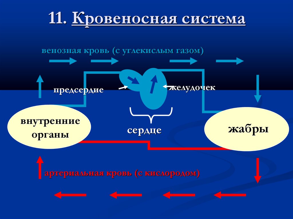 11. Кровеносная система