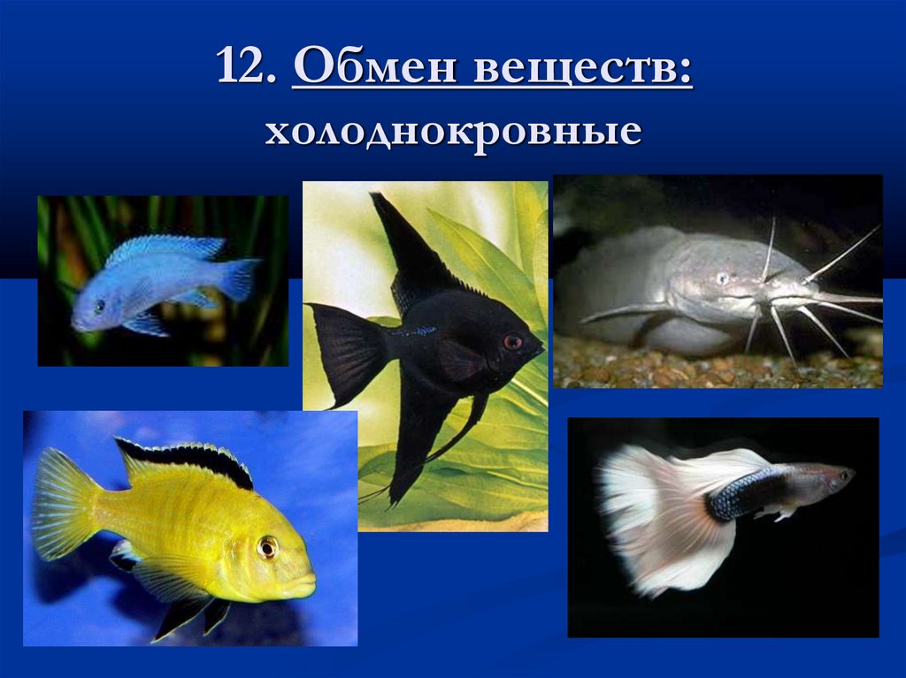 12. Обмен веществ: холоднокровные