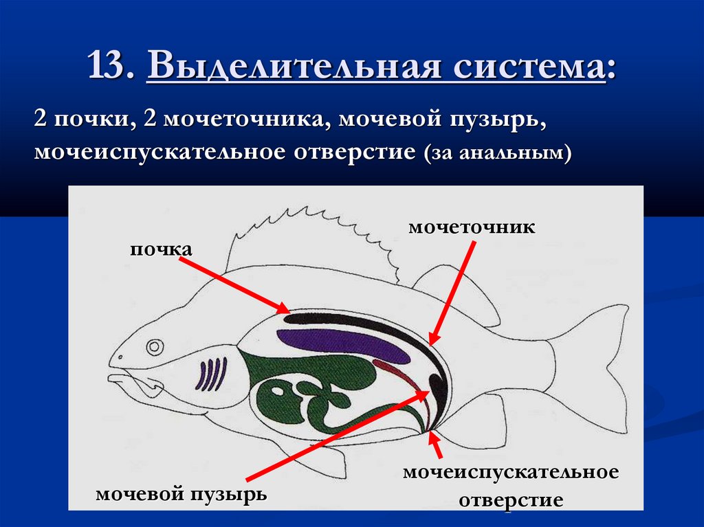 13. Выделительная система: