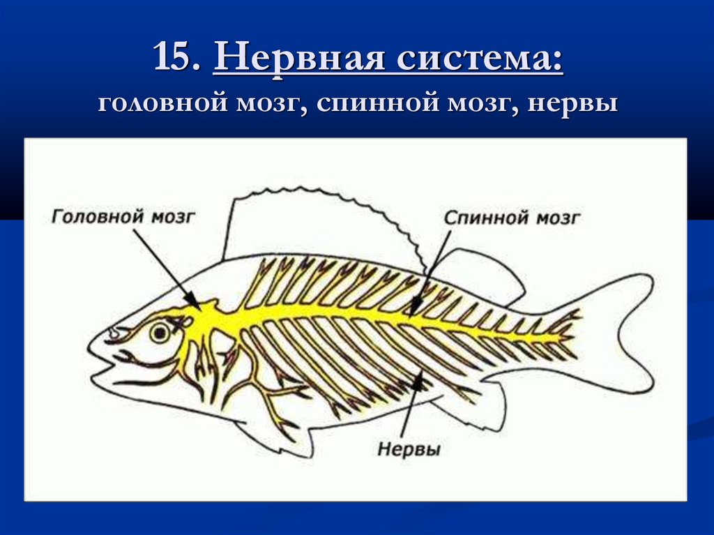 15. Нервная система: головной мозг, спинной мозг, нервы