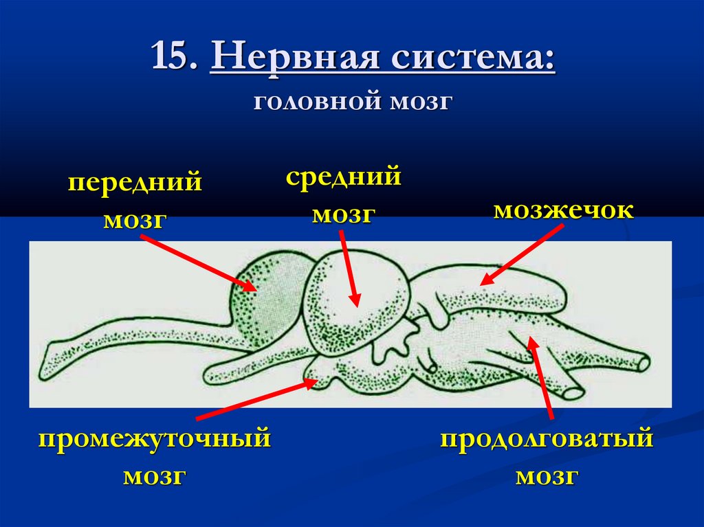 15. Нервная система: головной мозг