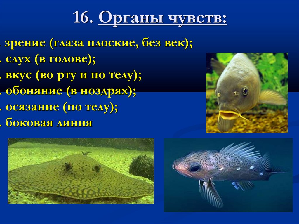 16. Органы чувств: