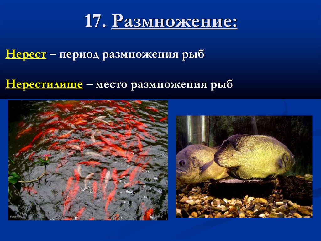 17. Размножение: