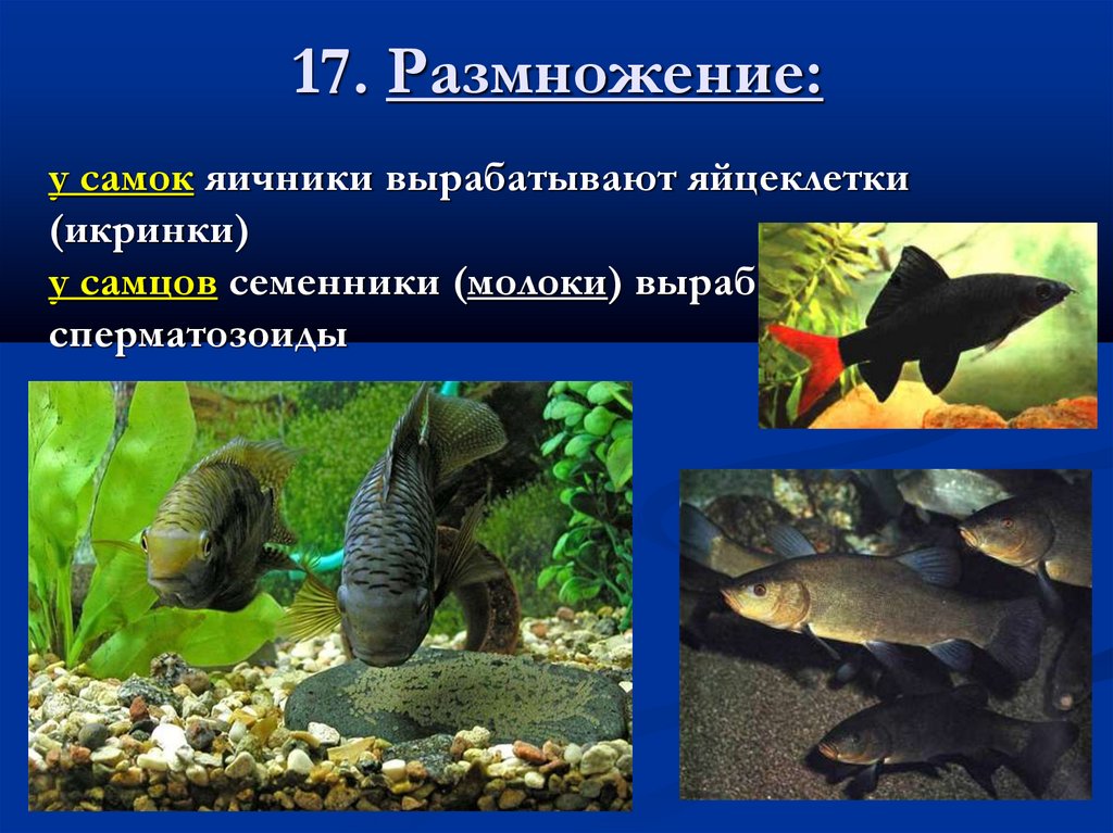 17. Размножение: